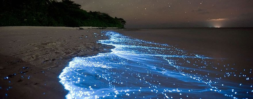 Bioluminescence Holbox, Tours Holbox