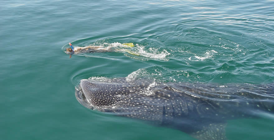 Swim With Whale Shark Tour